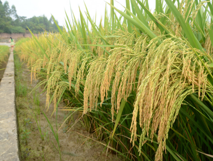 香占優(yōu)1號(hào)