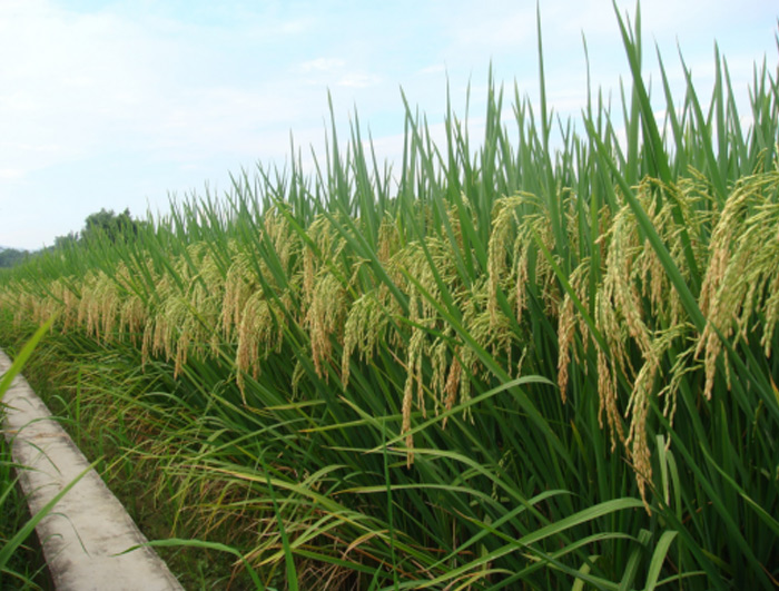 綠海優(yōu)5號(hào)