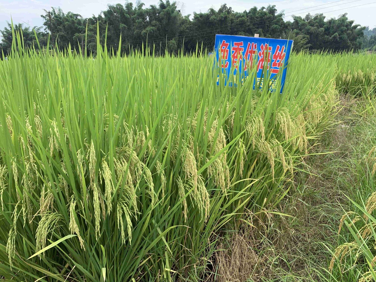 色香優(yōu)海絲